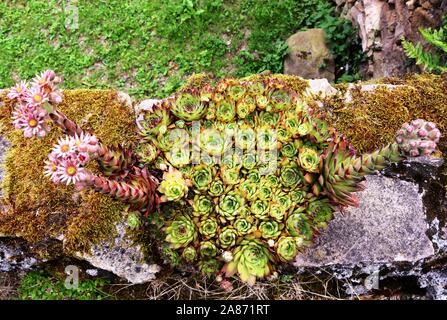 Ein sempervivum tectorum, eine Pflanze namens Allgemeine hauswurz Stockfoto