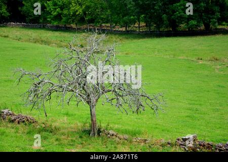 Einen alten Baum voller Äste ohne Blätter Stockfoto