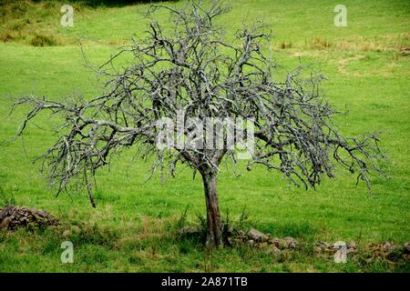 Einen alten Baum voller Äste ohne Blätter Stockfoto