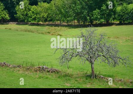 Einen alten Baum voller Äste ohne Blätter Stockfoto