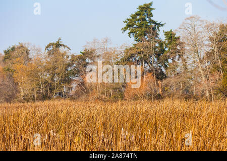 Herbst Farbe der Küstengebiete marsh Schilf und stürzt in der Nähe von Vancouver British Columbia Stockfoto