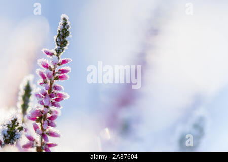 Gemeinsame Heather, Calluna vulgaris, Blumen bedeckt mit Eiskristallen Stockfoto