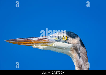 Nahaufnahme Kopf schoss grossen gelben Auge Great Blue Heron blauer Himmel blauer Hintergrund Stockfoto