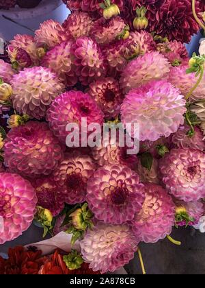 Pike Place Market - Seattle, Washington, Blumenstrauß aus rosa Dahlia Blumen Stockfoto