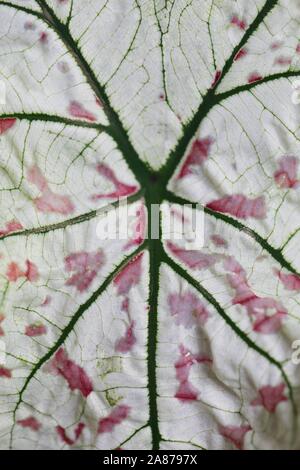 Nahaufnahme des Blattes eines Caladium 'weiße Weihnachten' Werk. Stockfoto