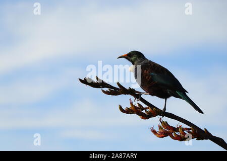 Heimat Neuseeland Tui Vogel sitzt auf einem Ast, Seitenansicht. Stockfoto