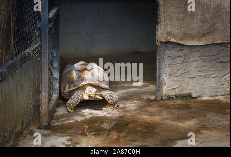 Afrikanische trieb Schildkröte/Close up Turtle wandern in Bauernhof zoo Stockfoto