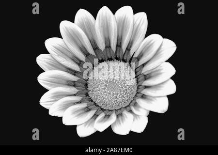 Ein Blick auf gazania Blume in Schwarz und Weiss auf schwarzem Hintergrund Stockfoto