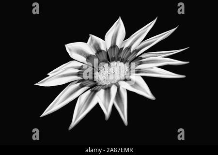 Ein Blick auf gazania Blume in Schwarz und Weiss auf schwarzem Hintergrund Stockfoto