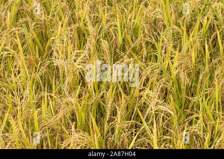 Nahaufnahme der Reiskörner auf Reisfeldern. Stockfoto