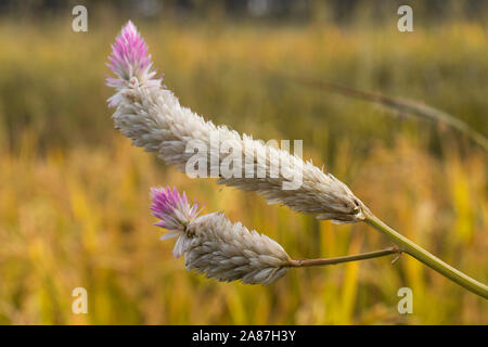 Nahaufnahme, Cockscomb Blume, mit einem hell magenta Farbe. Stockfoto