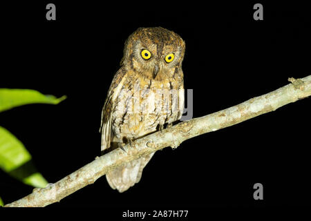 Oriental Scops Owl, Otus sunia, Maguri, Beel, Assam, Indien Stockfoto