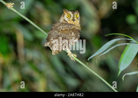 Oriental Scops Owl, Otus sunia, Maguri, Beel, Assam, Indien Stockfoto