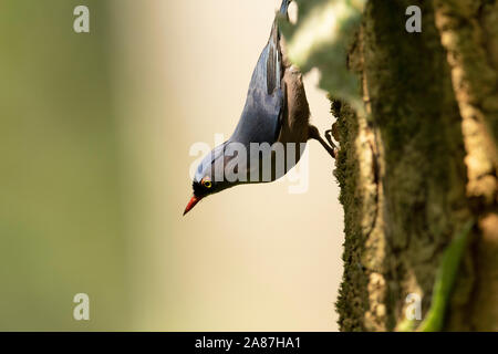 Samt-fronted Kleiber, Sitta frontalis, Dehing, Patkai, WLS, Assam, Indien Stockfoto