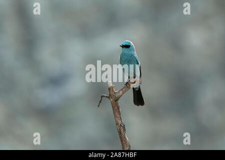 Verditer Fliegenfänger, Eumyias thalassinus, Mishmi Hügeln, Arunachal Pradesh, Indien Stockfoto