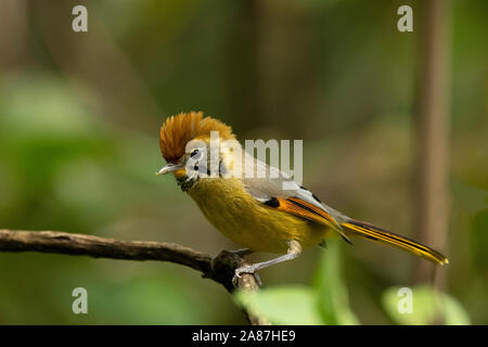 Bar-throated minla Bar-throated Siva chestnut-tailed minla, Mishmi Hügeln, Arunachal Pradesh, Indien Stockfoto