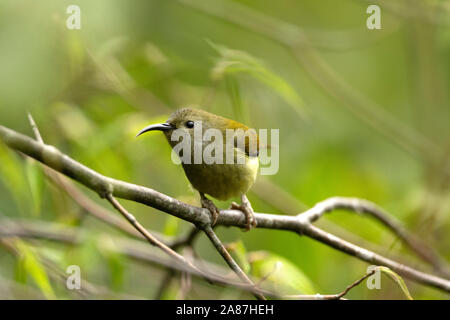 Green-tailed Sunbird Weiblich, Aethopyga nipalensis, Mishmi Hügeln, Arunachal Pradesh, Indien Stockfoto