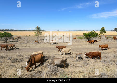 Rinder grasen während einer Dürre im Outback von Queensland, Australien Stockfoto
