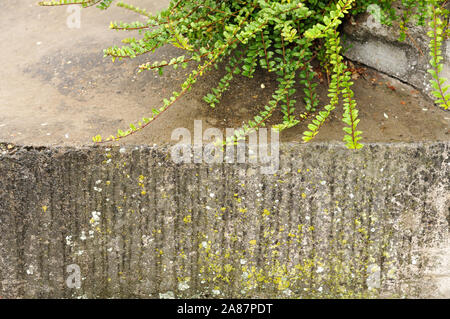 Detail eines Garten Treppe mit Flechten an regnerischen Tag gewachsen Stockfoto