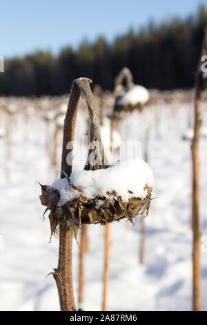 Getrocknete Sonnenblumen, die im Winter mit Schnee bedeckt sind Stockfoto