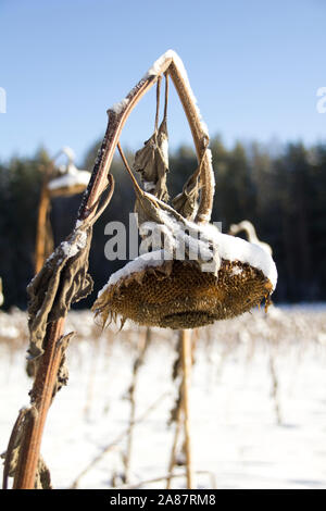 Getrocknete Sonnenblumen, die im Winter mit Schnee bedeckt sind Stockfoto