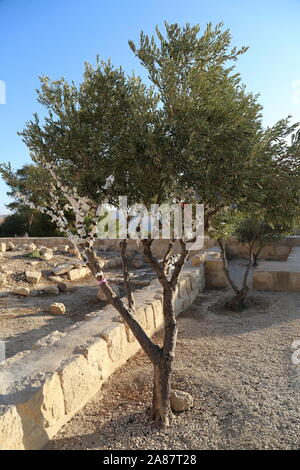 Olivenbaum von Papst Johannes Paul II., Berg Nebo, Governorat Madaba, Jordanien, Naher Osten Stockfoto