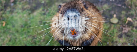 Nutria Tier steht auf seinen Hinterbeinen suchen Stockfoto