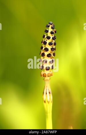 Ackerschachtelhalm (Equisetum arvense), Ohr von Mais mit Sporen, Berchtesgaden, Bayern, Deutschland Stockfoto