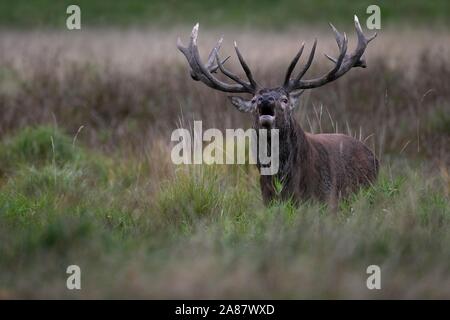 Rothirsch (Cervus Elaphus), Hirsch, Kopenhagen, Dänemark Stockfoto