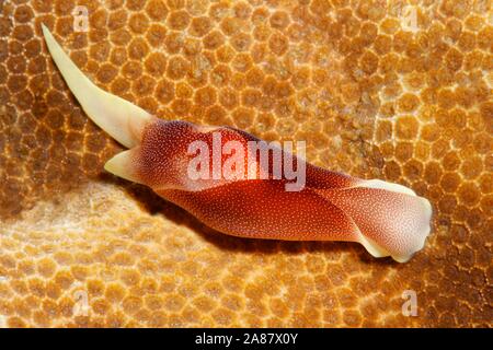 Schöne Headshield Slug (chelidonura Amoena), kriecht über Stony Coral (scleractinia), Great Barrier Reef, UNESCO-Weltkulturerbe, Pazifik, Australien Stockfoto