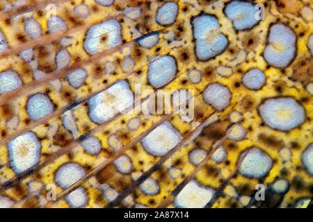 Detail Schwanzflosse Peacock Flunder (Bothus mancus), Great Barrier Reef, UNESCO-Weltkulturerbe, Pazifik, Australien Stockfoto