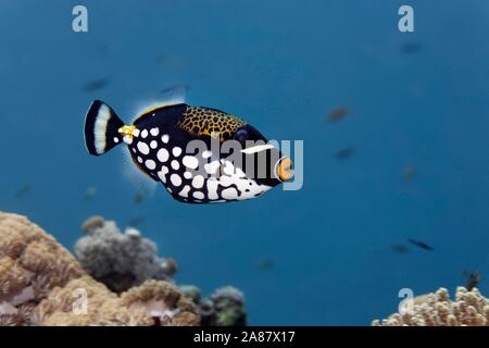 Clown Drückerfisch (Balistoides conspicillum), Great Barrier Reef, UNESCO-Weltkulturerbe, Pazifik, Australien Stockfoto