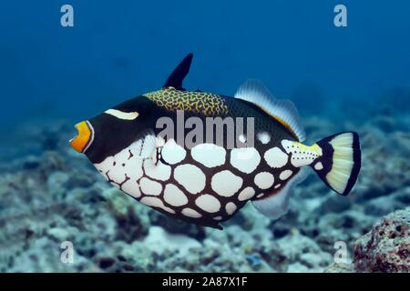 Clown Drückerfisch (Balistoides conspicillum), Great Barrier Reef, UNESCO-Weltkulturerbe, Pazifik, Australien Stockfoto