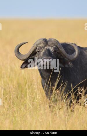 Afrikanischer Büffel (Syncerus Caffer) steht im hohen Gras, Masai Mara National Reserve, Kenia Stockfoto