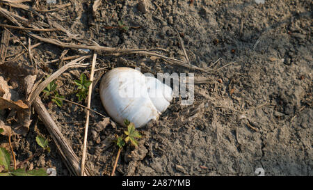 Einzelne weiße Schneckenhaus im Boden. Stockfoto