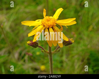 Von leopard Bane, Arnica montana Stockfoto