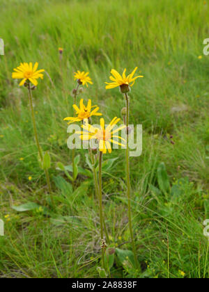 Von leopard Bane, Arnica montana Stockfoto