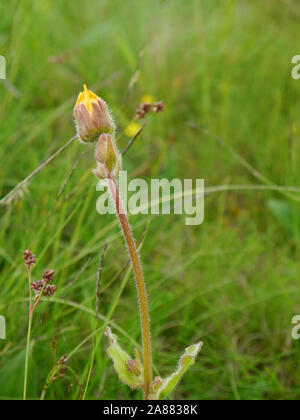 Von leopard Bane, Arnica montana Stockfoto