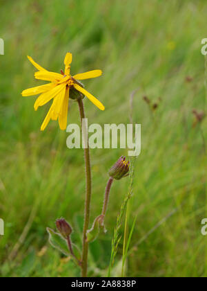 Von leopard Bane, Arnica montana Stockfoto