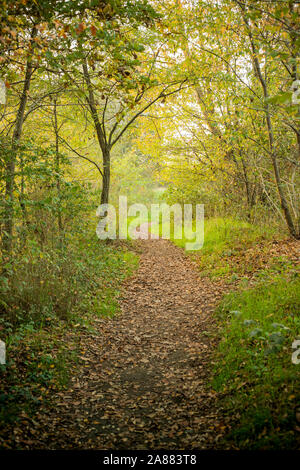 Trail, der Weg in den Wald im Herbst Saison. Vertikale erschossen. Stockfoto