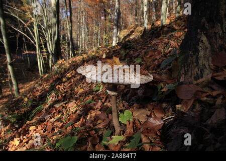 Nach macrolepiota Procera im Wald Stockfoto