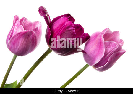 Tulpe Blumen isoliert auf weißem Hintergrund Stockfoto