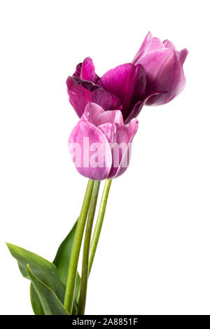 Tulpe Blumen isoliert auf weißem Hintergrund Stockfoto