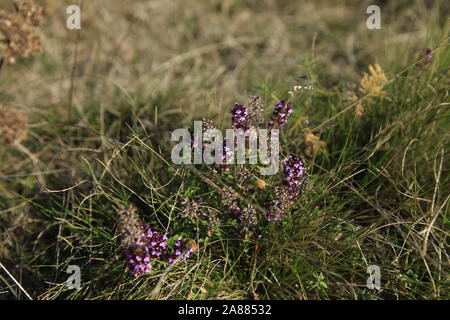 Wild - Thymian lila Blumen auf der Alm Stockfoto