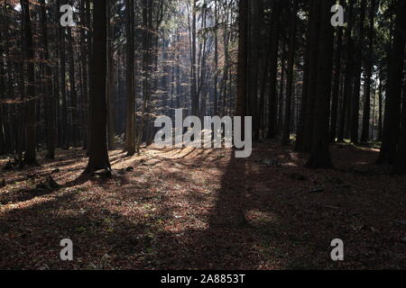 Waldweg im Herbst Stockfoto