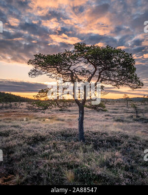Beautiful morning landscape and little pine tree in wetland national park, Finland Stockfoto