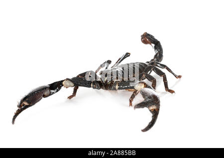 Heterometrus spinifer vor weißem Hintergrund Stockfoto