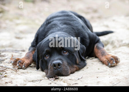 Bild von Rottweiler in der Natur, im Herbst Stockfoto