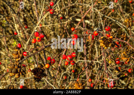 Das Bild der roten Rose Beeren auf der Bush im Herbst Stockfoto