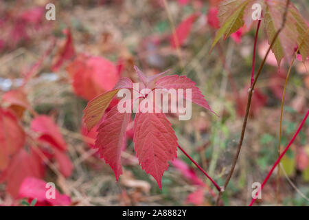 Wilde Beeren im Wald mit roten Blätter. Herbst Hintergrund. Stockfoto